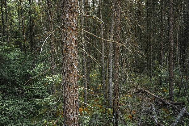 Close and wide views of tree trunks surrounded by summer greenery, perfect for illustrating concepts of nature, ecology, and outdoor living.
