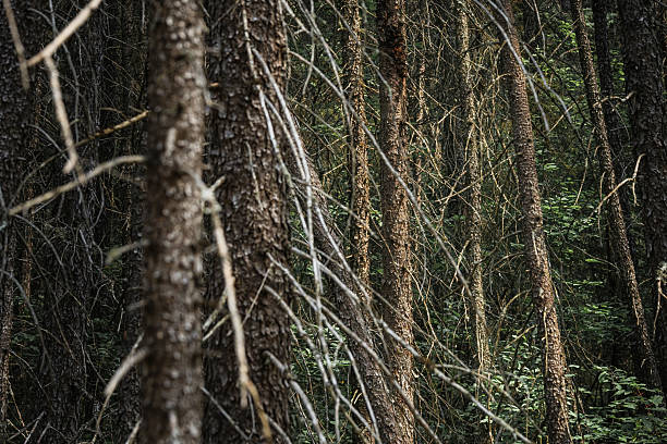 The trunk of an old tree on the background of a wild forest.