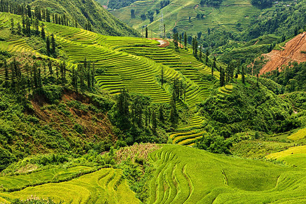 Sapa is an old French hill station, nestled among the Hoang Lien Son Mountains near the Chinese border. Sapa is major tourist destination in Vietnam.