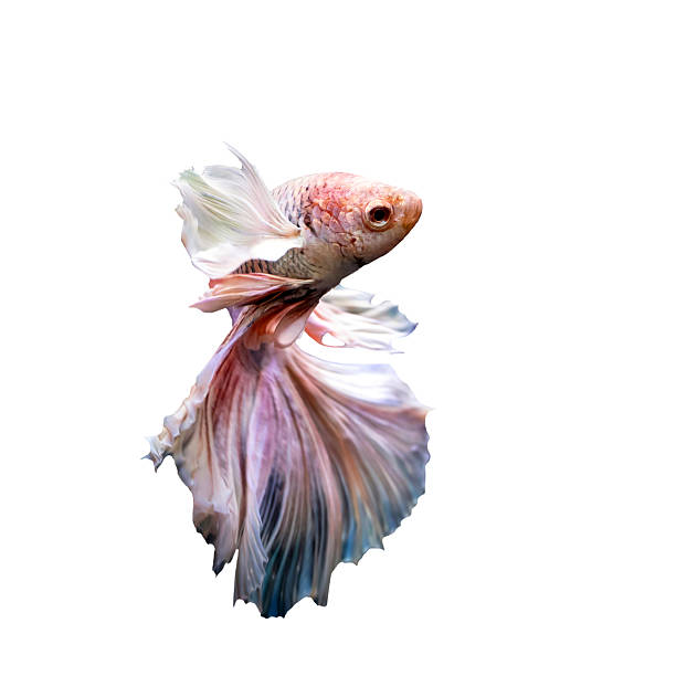 istock Betta fish with its wonderful colors. White background. Betta splendens. Isolated image. 2229373416
