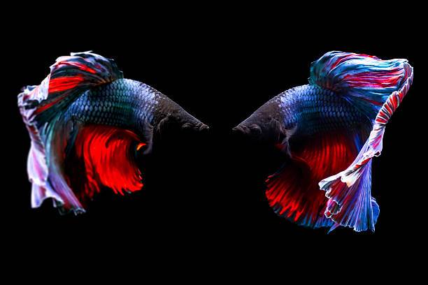 istock Betta fish with its wonderful colors. Black background. Betta splendens. 2229373451