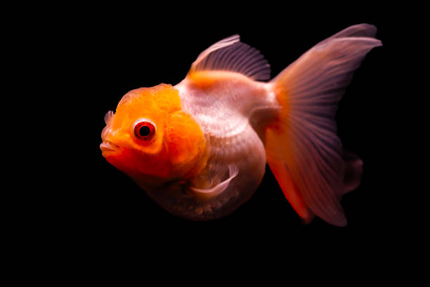 One of the most interesting fish living in freshwater.