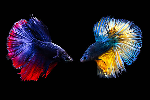 istock Betta fish with its wonderful colors. Black background. Betta splendens. 2229373476
