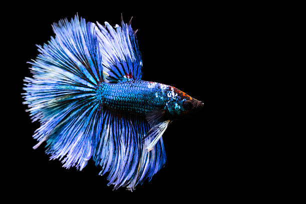 istock Betta fish with its wonderful colors. Black background. Betta splendens. 2229373558