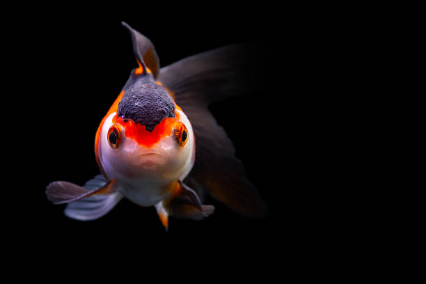 istock A cute freshwater fish. A Oranda with a cute face. Black background. 2229373601