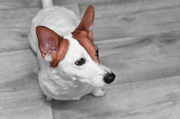 Young Jack Russell Terrier Dog standing on white background. This file is cleaned and retouched.
