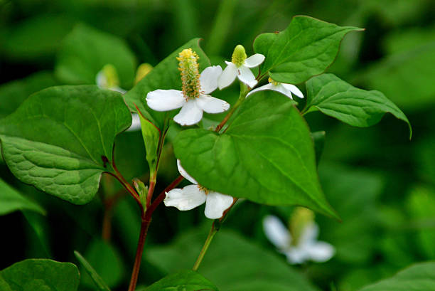 istock Houttuynia Cordata / Chameleon Plant 2229374406