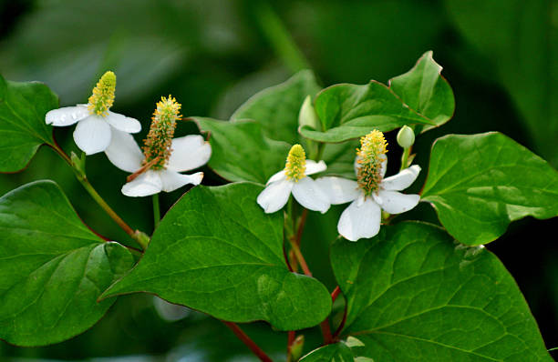 istock Houttuynia Cordata / Chameleon Plant 2229374409