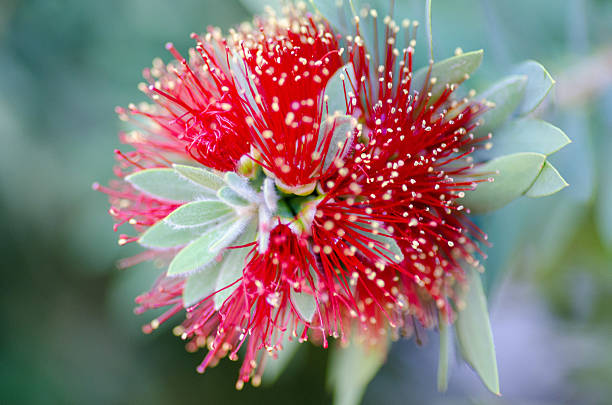 Macro Bottlebrush flower