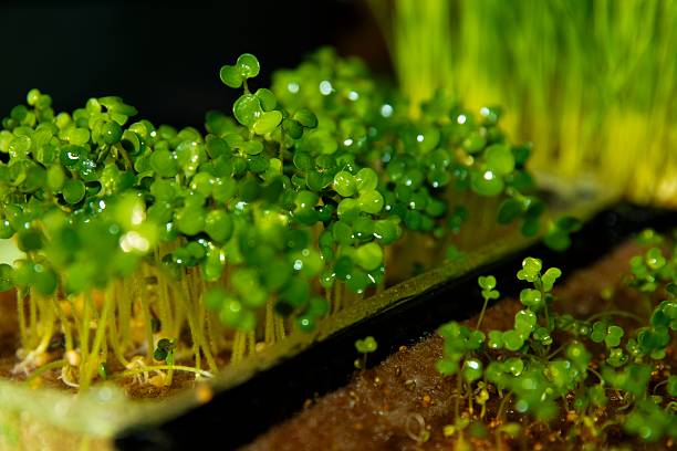 istock Fresh wet microgreens and young grass growing in trays indoors 2229377506