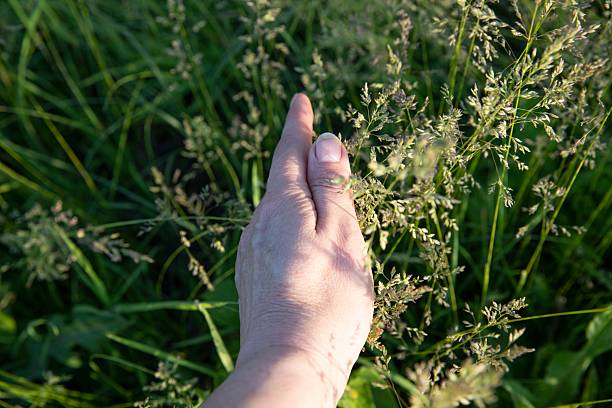 Villamantilla, Madrid, Spain. Farmer gently touching vibrant green cereal crops in a field under a cloudy winter sky, nurturing growth and caring for the land