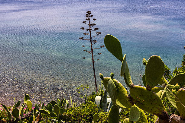 Peaceful beach in Northern Evia, Greece with crystal-clear waters, pebbled shore, and a calm summer atmosphere
