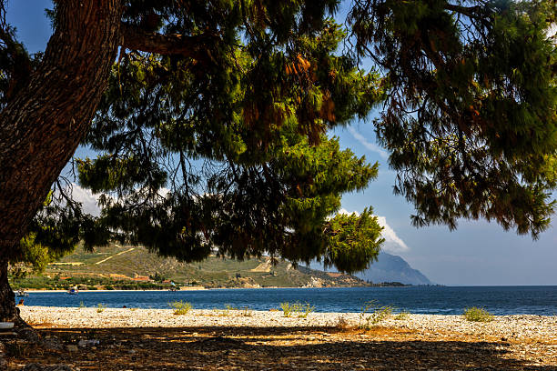 Pebbled beach in Northern Evia, Greece with clear blue waters, pine trees for shade, and a calm, scenic coastline under a peaceful summer sky.