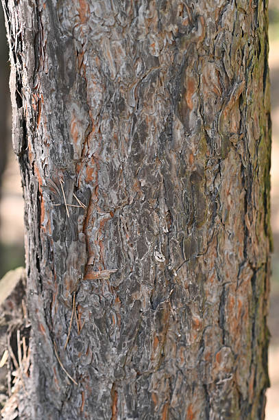 istock the bark of a pine tree is a close-up. background 2229382688