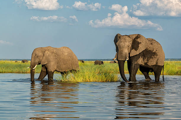 istock bull elephants at the Chobe River 2229383091