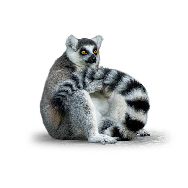 Ring-tailed lemur Close-up