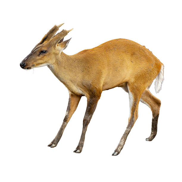 istock Barking deer walking gracefully with short antlers and reddish-brown fur, isolated on a white background 2229383774