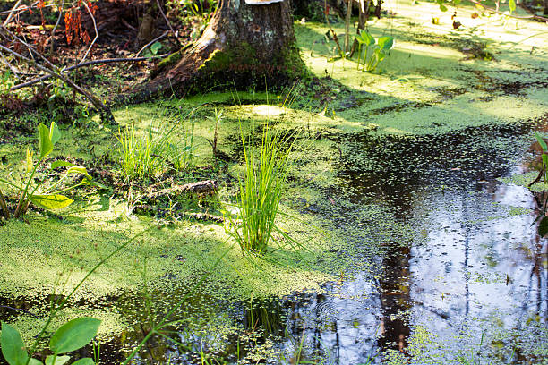   photographed close-up of the swamp in the spring season