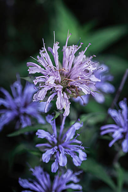 istock Wild Bergamot (Monarda fistulosa) — Also Known as Bee Balm 2229384788