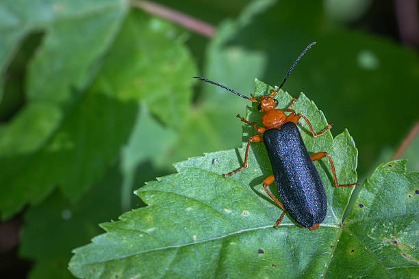 A Fan-shaped Fire-colored Beetle on a leave, in its natural environment in the Laurentian forest of Quebec, Canada.