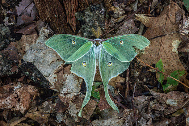 A beautiful North American Moon Moth or Luna Moth in its natural environment in the Laurentian forest of Quebec