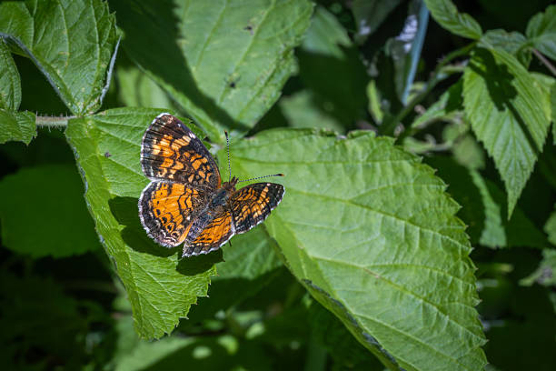 Close-up of a Malay Red Banded Harlequin Butterfly perching on leaf