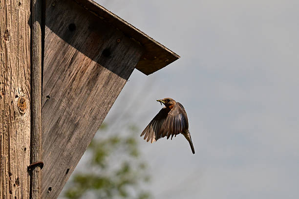 A female Eastern Bluebird in flight in front of a bird house