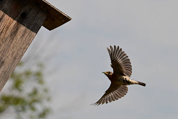 A female Eastern Bluebird in flight in front of a bird house carrying food to feed her yung