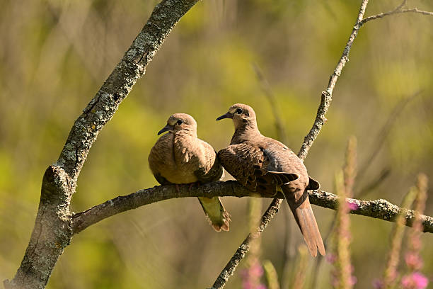 Mating pair of Mourning Doves