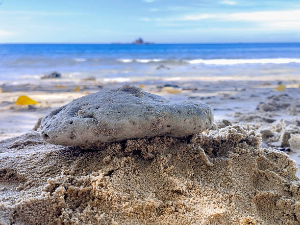 A coral reef atop the sand. Its porous texture is unique. Behind it, blue waves, while a clear sky blends with the sea that stretches to the horizon.