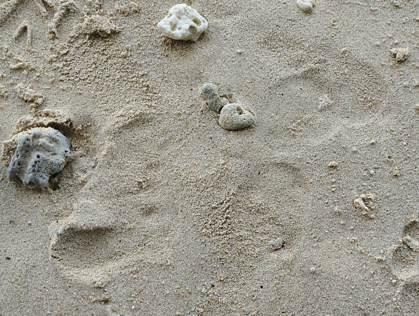 istock A coral reef atop the sand 2229387454