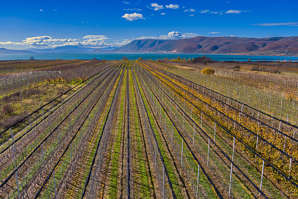 Apple trees in Arnissa, Greece, near Lake Vegoritida. Scenic orchard with mountain backdrop and clear skies in a peaceful rural setting.