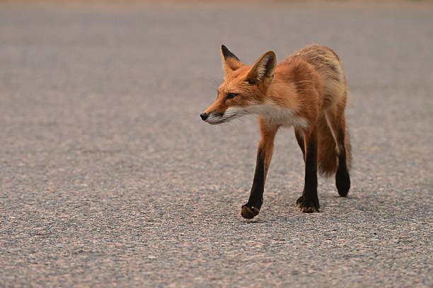 istock Adult Red Fox in a parking lot 2229387872