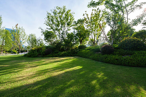 Green meadows in city parks