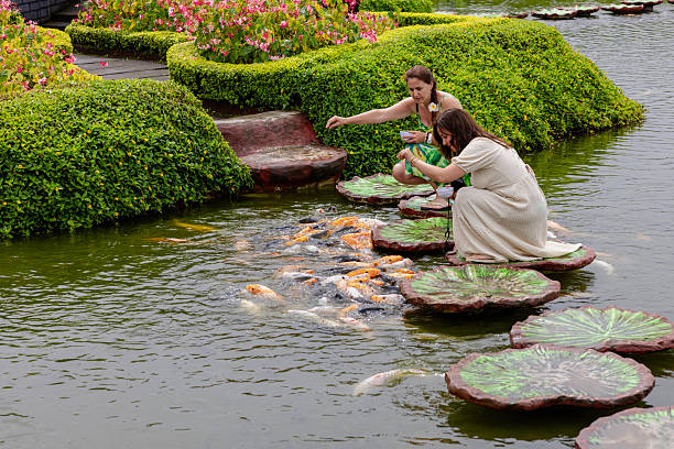 Womans Feeding Colorful Koi Fish from Decorative Lily Pads in a Pond .