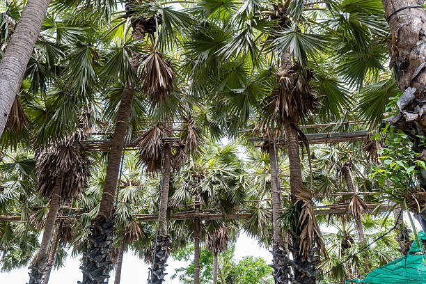 istock Lush palm trees create a serene atmosphere in a tropical garden setting featuring vibrant greenery and dappled sunlight 2229388720