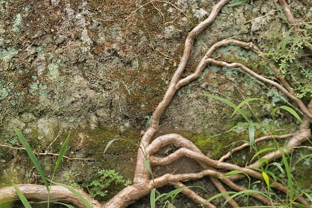 a tree with roots growing out of it in the grass