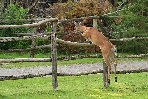 Summer scene of a White-tail deer doe jumping over a fence in an agriculture field