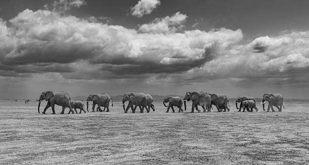 istock An Elephant in Africa 2229391933