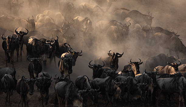 istock The Great Migration Wildebeest in Maasai Mara, Africa 2229392151