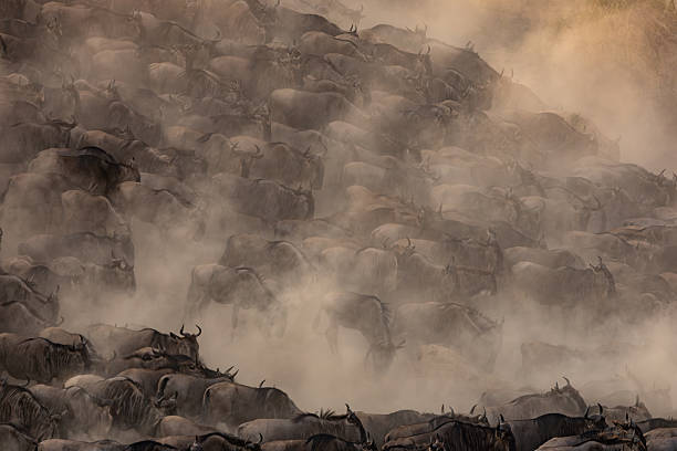 istock The Great Migration Wildebeest in Maasai Mara, Africa 2229392185