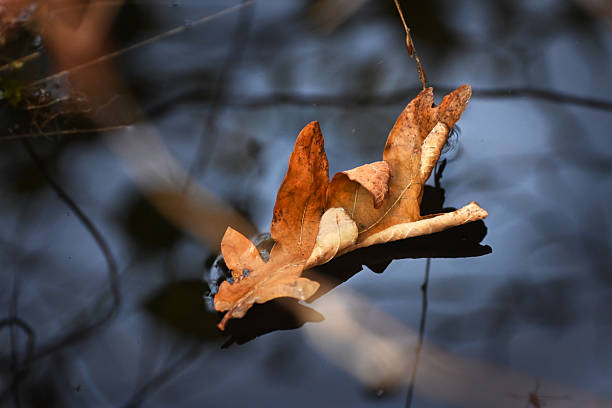 istock A brown oak leaf floats on the surface of a dark pond 2229392248