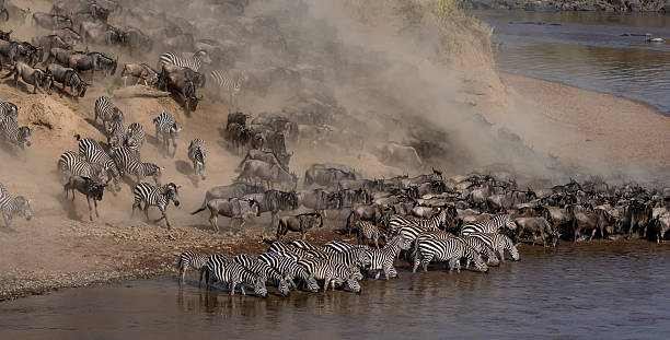 istock The Great Migration Wildebeest in Maasai Mara, Africa 2229392289