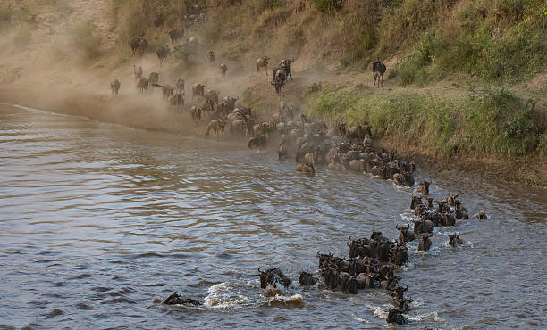 istock The Great Migration Wildebeest in Maasai Mara, Africa 2229392409