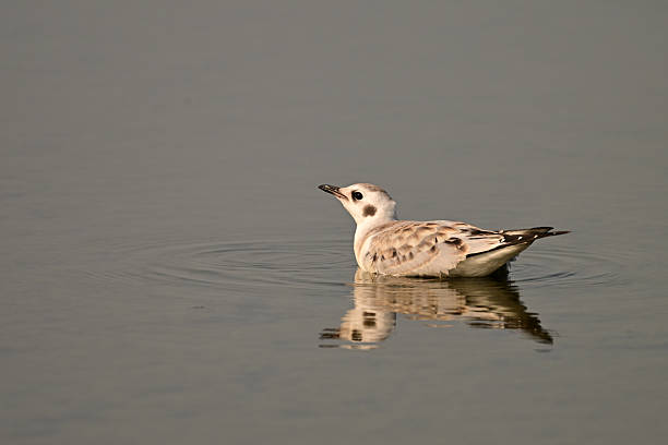 Juvenile patch work brown and gray Bonaparte's gull floating on a calm lake