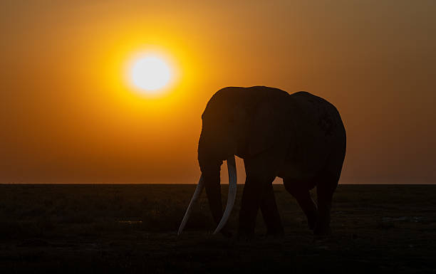 istock An Elephant in Africa 2229392945