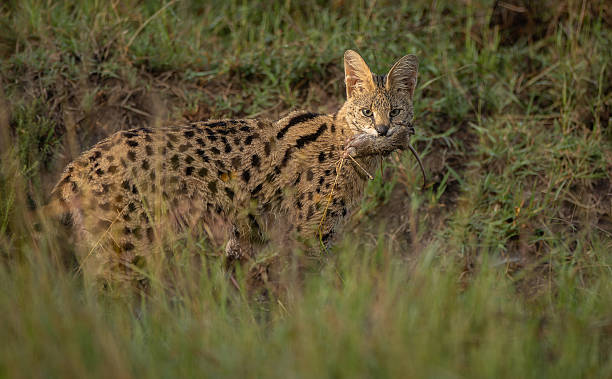 istock A Serval Cat in Africa 2229392973