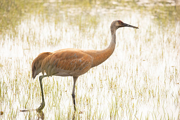 istock Sandhill Crane walking across wetland 2229393151