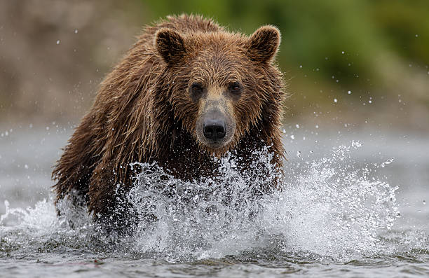 istock Brown Bear in Alaska 2229394421