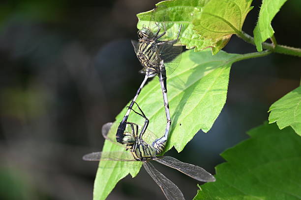 A close-up of a dragonfly